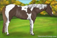 Horse Color:Liver Chestnut Tobiano Rabicano 
