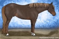 Horse Color:Liver Chestnut Rabicano