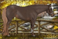 Horse Color:Liver Chestnut Rabicano 