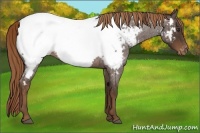 Horse Color:Liver Red Roan Snowcap Rabicano