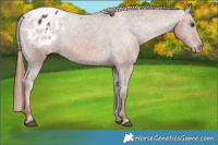 Horse Color:Chestnut Appaloosa