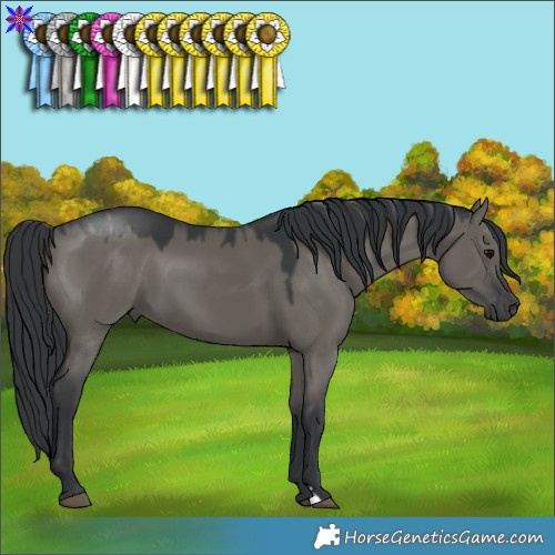 Horse Color:Grullo 