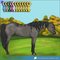 Horse Color:Grullo 