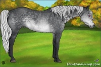 Horse Color:Silver Brown Chinchilla 