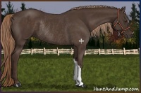Horse Color:Liver Chestnut Rabicano 