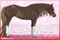 Horse Color:Liver Chestnut Rabicano