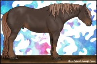 Horse Color:Liver Chestnut Rabicano 