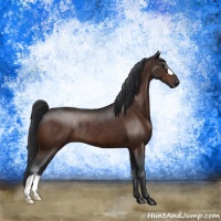 Horse Color:Bay Rabicano 