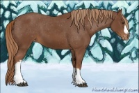 Horse Color:Chestnut Appaloosa