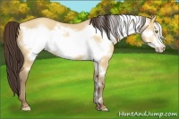 Horse Color:Amber Champagne Dun Frame