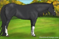 Horse Color:Black  and Black 