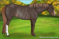 Horse Color:Liver Chestnut Rabicano 