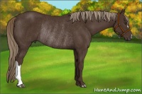 Horse Color:Liver Chestnut Rabicano 