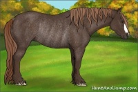 Horse Color:Liver Chestnut Rabicano 