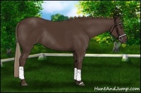 Horse Color:Liver Chestnut Rabicano 