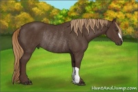 Horse Color:Liver Chestnut Rabicano 