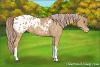 Horse Color:Palomino Appaloosa