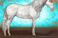 Horse Color:Palomino Roan Appaloosa