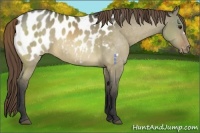 Horse Color:Buckskin Dun Appaloosa 