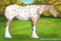 Horse Color:Buckskin Appaloosa