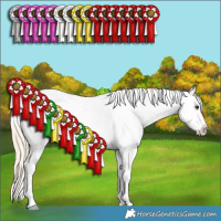 Horse Color:Palomino Roan Splash Appaloosa 