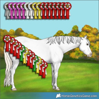 Horse Color:Palomino Roan Splash Appaloosa 