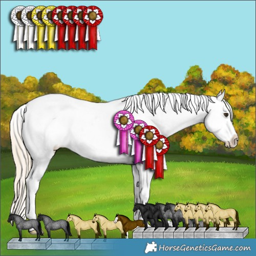 Horse Color:Palomino Roan Splash Appaloosa 