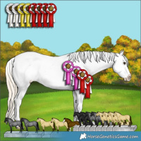 Horse Color:Palomino Roan Splash Appaloosa