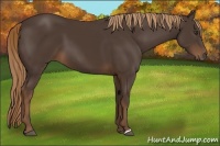 Horse Color:Liver Chestnut