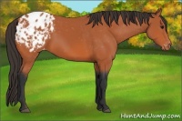 Horse Color:Bay Appaloosa 