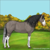 Horse Color:Grullo Splash