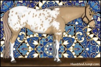 Horse Color:Palomino Appaloosa