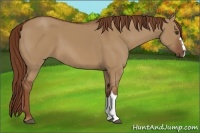 Horse Color:Red Dun 