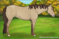 Horse Color:Classic Champagne Dun 