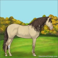 Horse Color:Classic Champagne Dun 