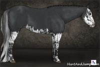 Horse Color:Black and Black Splash