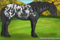 Horse Color:Black  and Black Appaloosa 