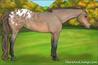 Horse Color:Buckskin Blanket 