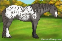 Horse Color:Smoky Black Appaloosa 