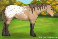 Horse Color:Buckskin Appaloosa 