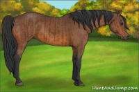 Horse Color:Bay  and Bay 