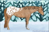 Horse Color:Chestnut Appaloosa 