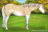 Horse Color:Silver Classic Champagne Dun Splash Frame 