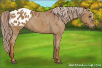 Horse Color:Gray Palomino Appaloosa