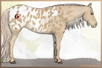 Horse Color:Palomino Appaloosa 