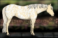 Horse Color:Palomino Appaloosa 