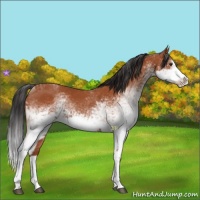 Horse Color:White Spotted Bay Splash  and White Spotted Bay Splash 