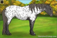 Horse Color:Smoky Black Appaloosa 