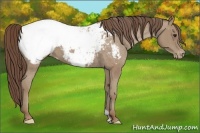 Horse Color:Classic Champagne Appaloosa 