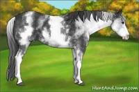 Horse Color:White Spotted Black Sabino